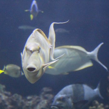Seattle Aquarium - Aquariums Near Me - Seattle, Washington Seattle Aquarium - Aquariums Near Me - Seattle, Washington