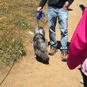 Mori Point - Someone brought their pet pig to the top.  How the pig managed the hike to that point, I don't know. - Hiking Near Me - Pacifica, California