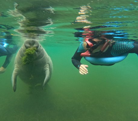 Plantation Adventure Center and Manatee Tours by null