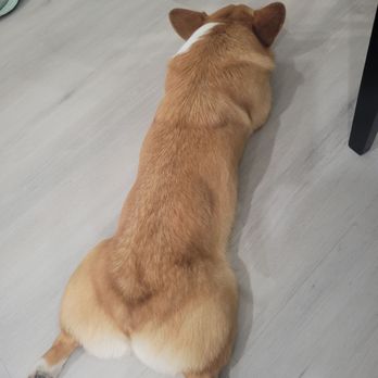 Furologist Dog Spa - Results of light grooming - Pet Groomers Near Me - San Jose, California