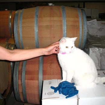 Les Bourgeois Vineyards - Kitty guarding the wine - Wineries Near Me - Rocheport, Missouri Les Bourgeois Vineyards - Kitty guarding the wine - Wineries Near Me - Rocheport, Missouri