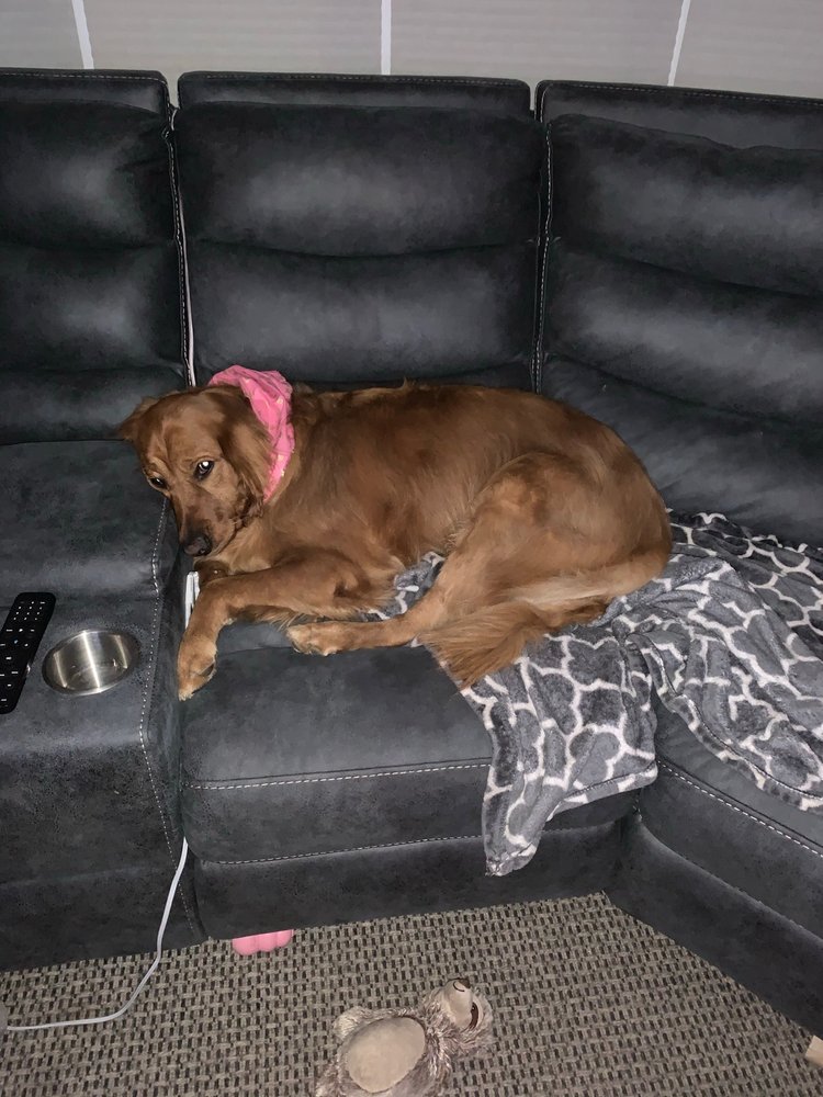 BARKS & BUBBLES COUTURE Updated July 2024 20 Photos & 23 Reviews