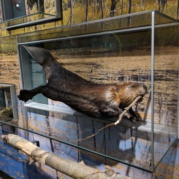 Manitoba Museum - Love this beaver - Museums Near Me - Winnipeg, Manitoba Manitoba Museum - Love this beaver - Museums Near Me - Winnipeg, Manitoba