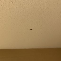 Roaches and other pests. Roaches and other pests.