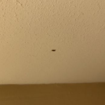 Ramada by Wyndham Baltimore West - Roaches and other pests. - Hotels Near Me - Baltimore, Maryland Ramada by Wyndham Baltimore West - Roaches and other pests. - Hotels Near Me - Baltimore, Maryland