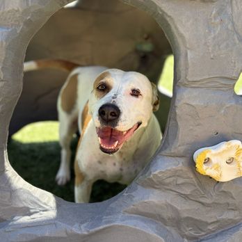 The Lions Den - Pet Sitting Near Me - Vancouver, Washington The Lions Den - Pet Sitting Near Me - Vancouver, Washington