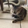 Photo of Cat & Dog Nanny