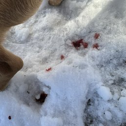 The blood that came out of our dogs rear instead of poop.