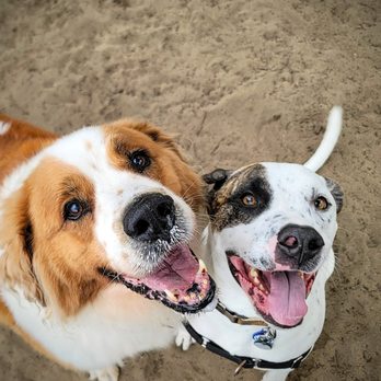 Viking Dog Hiking - Best friends - Dog Walkers Near Me Viking Dog Hiking - Best friends - Dog Walkers Near Me