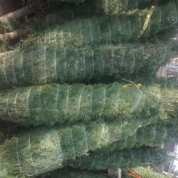 Foodmaxx - Trees Trees Trees. - Grocery Near Me - Oakland, California