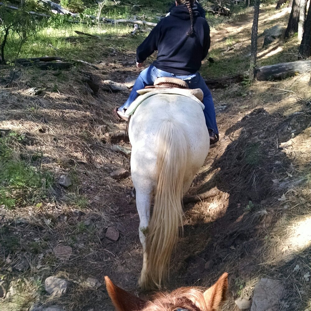 High Mountain Trail Rides - Tours Near Me - Mormon Lake, Arizona