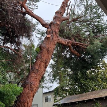 JC Tree Experts - Tree Services Near Me JC Tree Experts - Tree Services Near Me