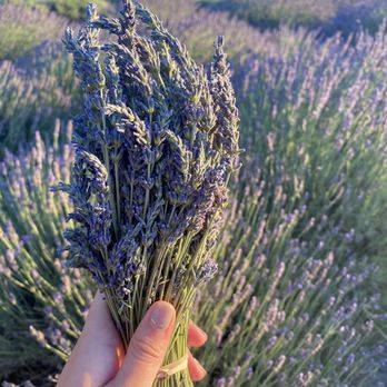 Great Bear Vineyards - Lavender field - Wine Tasting Room Near Me - Davis, California Great Bear Vineyards - Lavender field - Wine Tasting Room Near Me - Davis, California
