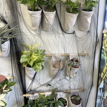 Plants By Yours Truly - Hoyas and more! - Nurseries & Gardening Near Me - Huntington Beach, California