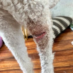 Hale Ola Pet Hospital - After 4 days of the bandage being removed