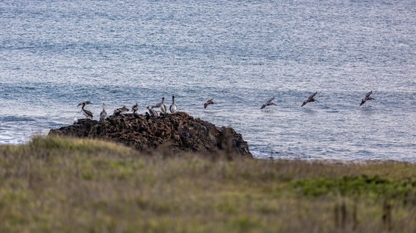 Año Nuevo State Park by null