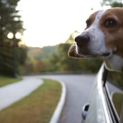 Kennebec Valley Humane Society