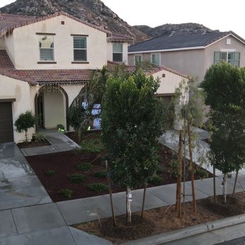 Moon Valley Nurseries - Indian Laurel Ficus - Tree Services Near Me - Chino, California Moon Valley Nurseries - Indian Laurel Ficus - Tree Services Near Me - Chino, California
