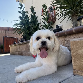Puppy Day - Pet Groomers Near Me - La Mirada, California
