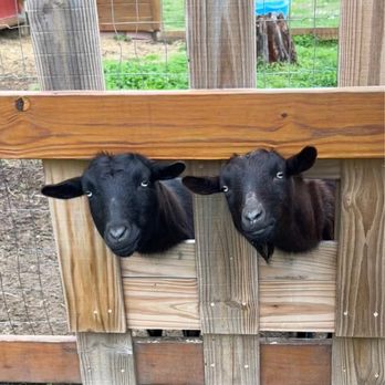 The Red Barn Farm - goats - Petting Zoos Near Me - North Dinwiddie, Virginia The Red Barn Farm - goats - Petting Zoos Near Me - North Dinwiddie, Virginia