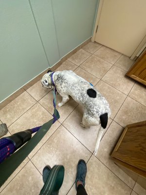 alta vista animal hospital reviews