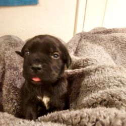 Secline Beach - Lil baby pup just opened his eyes