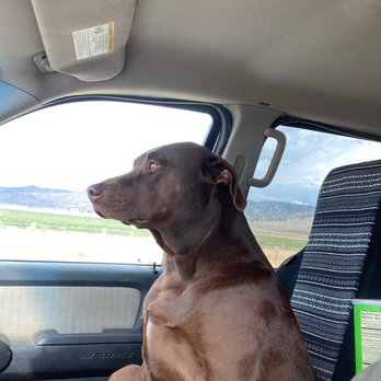 Plumas Veterinary Service - Jade - Veterinarians Near Me - Beckwourth, California Plumas Veterinary Service - Jade - Veterinarians Near Me - Beckwourth, California