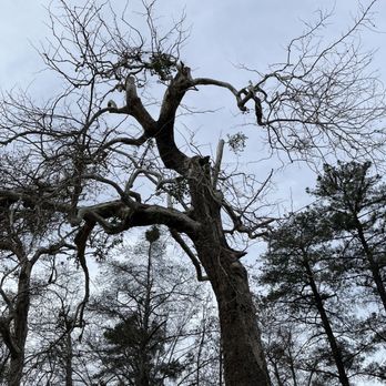 Ortega's Jr Tree Service - After - Tree Services Near Me - Riverside , California