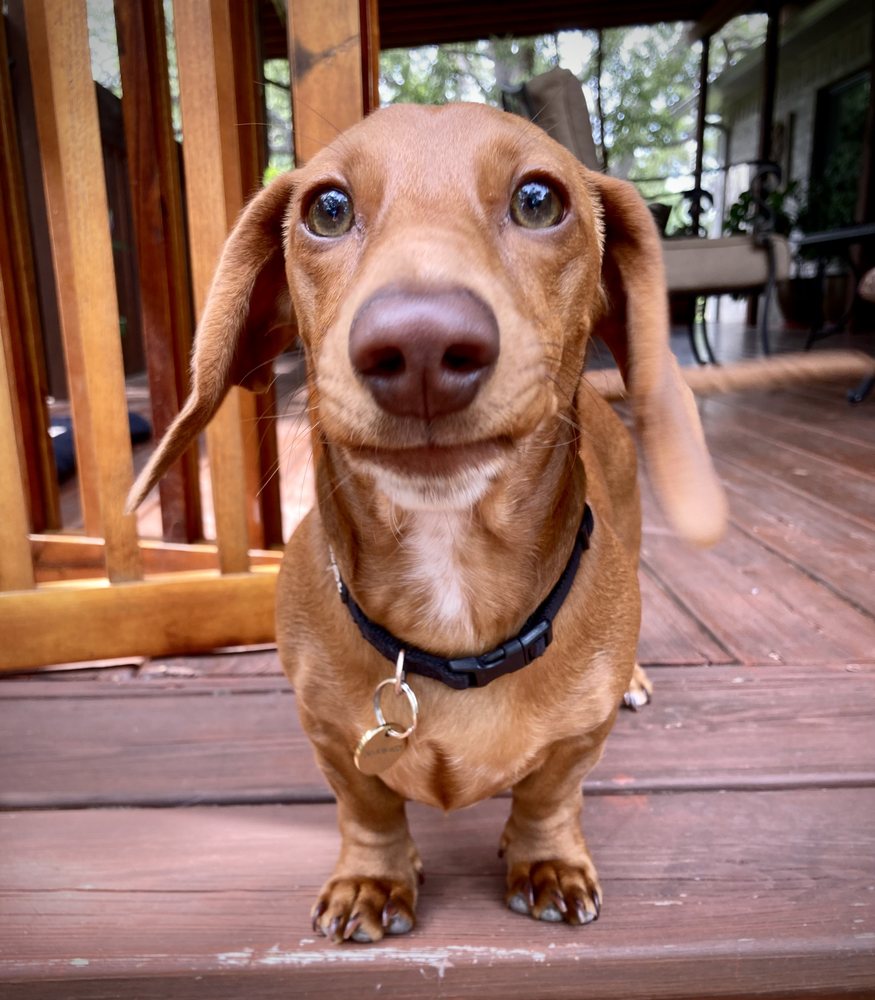 HONEY COMB HOME MINIATURE PUPPIES Request Information Floresville