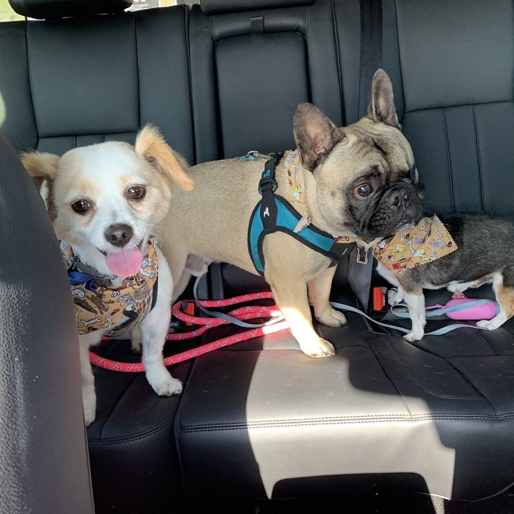 Pooch Pride Grooming - Pet Groomers Near Me - Torrance, California