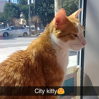 KitTea - Pet Adoption Near Me - San Francisco, California