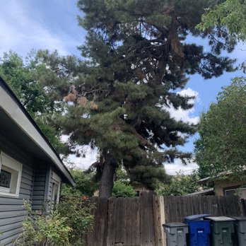 Erick's Tree Service - Before photo of 30+ foot line tree angling over my neighbors property. - Tree Services Near Me - Clovis, California Erick's Tree Service - Before photo of 30+ foot line tree angling over my neighbors property. - Tree Services Near Me - Clovis, California
