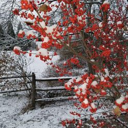 CCC Fence