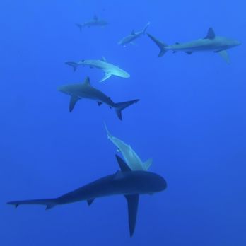 North Shore Shark Adventures - This was one picture my son took with his iPhone in a waterproof pouch! Incredible!!! - Snorkeling Near Me - Haleiwa, Hawaii North Shore Shark Adventures - This was one picture my son took with his iPhone in a waterproof pouch! Incredible!!! - Snorkeling Near Me - Haleiwa, Hawaii