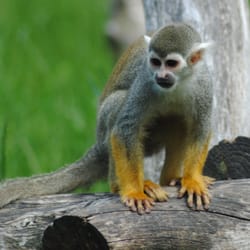 Birmingham Wildlife Conservation Park