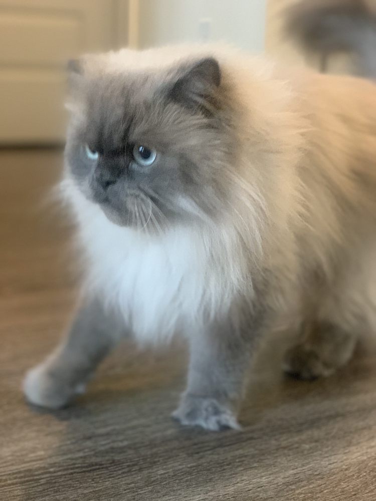 SAM PET GROOMING Updated June 2024 24 Photos & 23 Reviews Atlanta