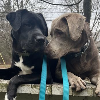 203 K9 Training Service - Could not be here without Jose at 203K9!!! - Dog Walkers Near Me - Stamford, Connecticut 203 K9 Training Service - Could not be here without Jose at 203K9!!! - Dog Walkers Near Me - Stamford, Connecticut