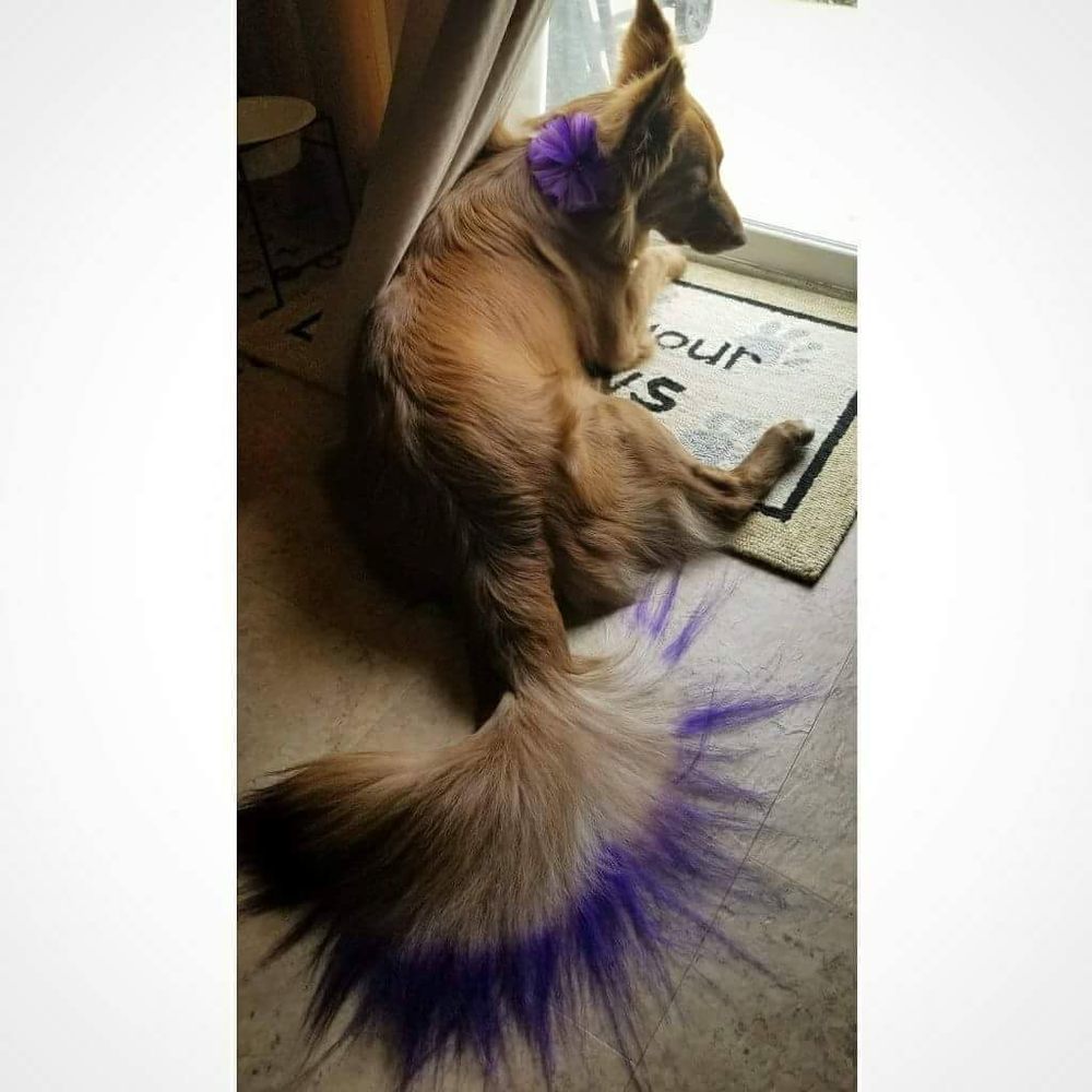 VELVET BOW PET GROOMING Updated October 2024 19 Photos & 17 Reviews