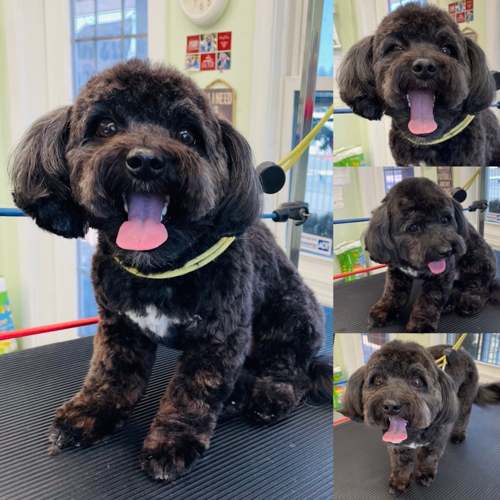 DOG GROOMING BY FELICIA Updated September 2024 326 S Brower