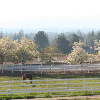 De Vito Equestrian Center - Large turn-out pastures - Horseback Riding Near Me - Walnut Creek, California De Vito Equestrian Center - Large turn-out pastures - Horseback Riding Near Me - Walnut Creek, California