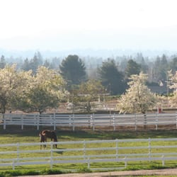 De Vito Equestrian Center - Large turn-out pastures