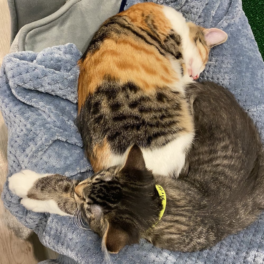 Mini Cat Town - Pet Adoption Near Me - San Jose, California Mini Cat Town - Pet Adoption Near Me - San Jose, California