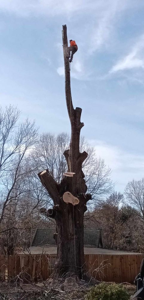 Joel's Tree Service - tree service in Greensboro, NC