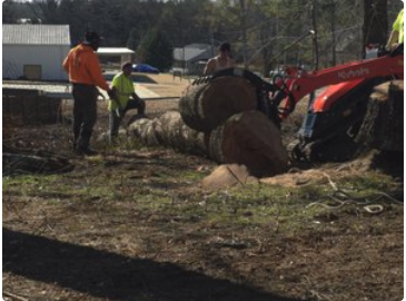 Slide of Pro Service Tree Service