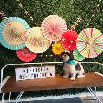 Neon Dog - Pet Groomers Near Me - Norwalk, Connecticut