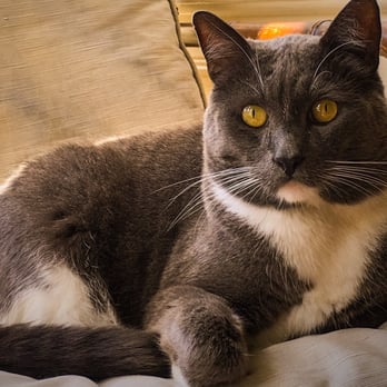 Uncle Joe's Pet Care - Pet Sitting Near Me - San Francisco, California Uncle Joe's Pet Care - Pet Sitting Near Me - San Francisco, California