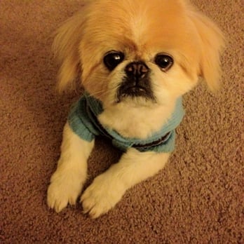 AlphaDog Lodging - Fur cut by Matt - Pet Groomers Near Me - Mill Valley, California