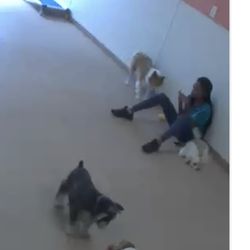 Ruff Housing Greensboro - Too busy with the cell phone to pay attention to the dogs