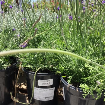 Green Acres Nursery & Supply - Nurseries & Gardening Near Me - Rocklin, California Green Acres Nursery & Supply - Nurseries & Gardening Near Me - Rocklin, California