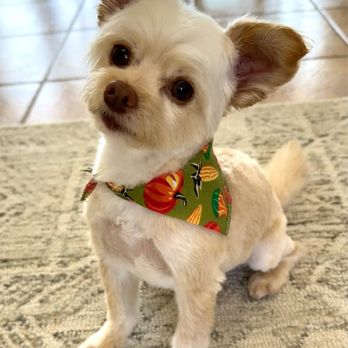 Happy Spa Dogs Mobile Grooming - Showing off his perfect cut! - Pet Groomers Near Me